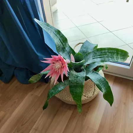 Apartament Mazi W Centrum Primore *